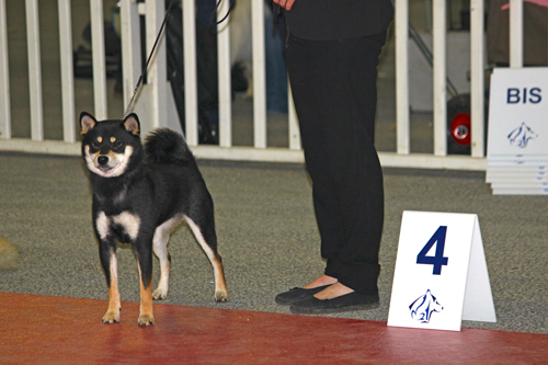 Meilleur-Jeune-femelle-shiba-inu-national-elevage-2015