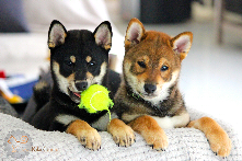 Puppy-chiot-shiba-inu-LOF-Chuken-kiku-kensha-CKK-elevage-kennel