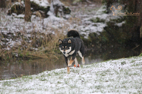 Jyujyu-go-chuken-kiku-kensha-female-black-tan-japanese-blood-shiba-inu-elevage-CKK-snow-neige-2016