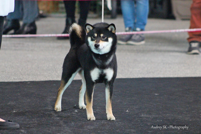 Jyujyu-go-chuken-kiku-kensha-female-black-tan-shiba-inu-nationale-elevage-CKK