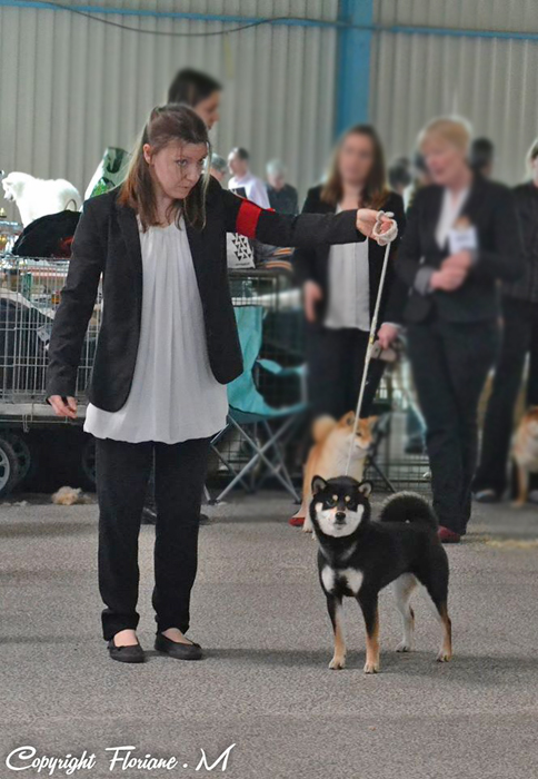 Jyujyu-femelle-noir-feu-shiba-inu-dog-show-2016