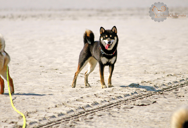 Shiba-inu-black-tan-Jyujyu