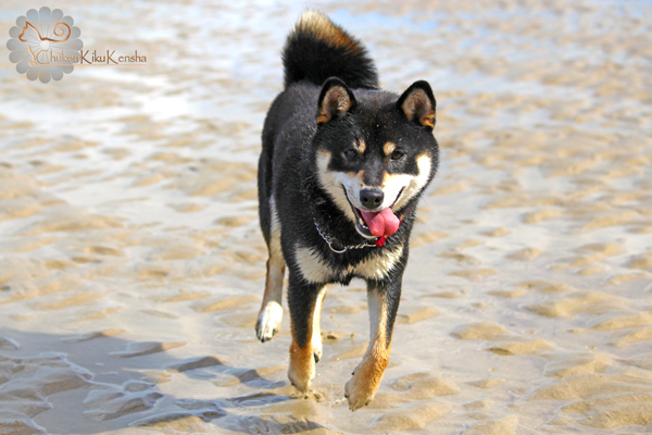 Jyujyu-shiba-inu-japanese-dog-elevage-chien-urajiro