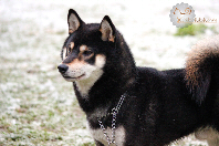 Kuro-shiba-inu-japan-nippo-snow-neige-CKK