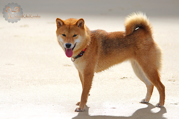 Kayo-shiba-inu-renard-fox-kitsune-hachi