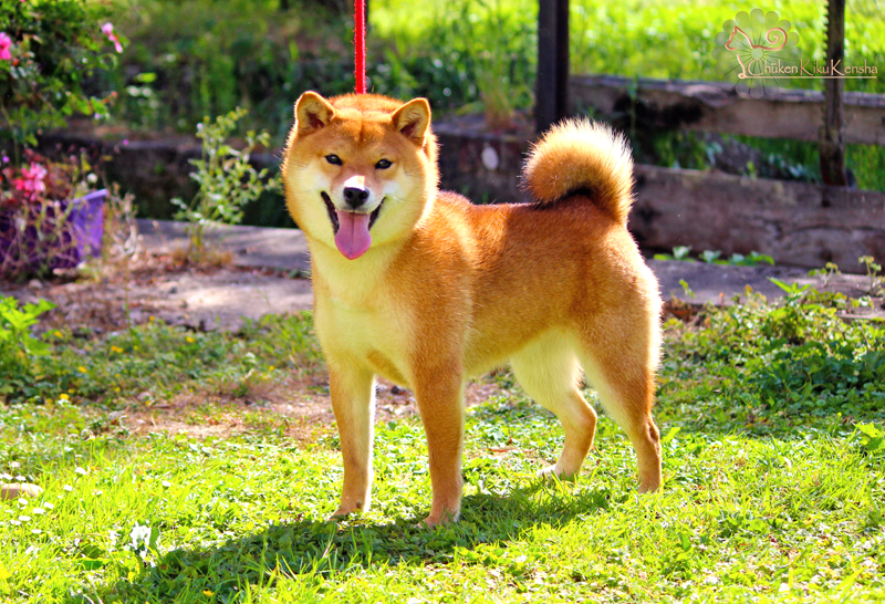 Shiba-inu-roux-rousse-fauve-red-CKK