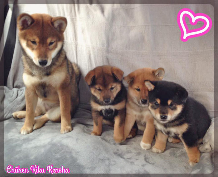 Kiko-export-USA-sesame-shiba-inu-chiots-Kayo-Jin-puppies-CKK-elevage-femelles-females-sociablisation