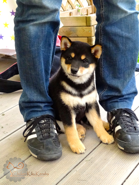 Kinu-Go-Chuken-Kiku-Kensha-Chiot-puppy-femelle-female-black-tan-shiba-inu-elevage-CKK