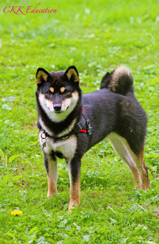 pension-garde-shiba-inu-CKK-education