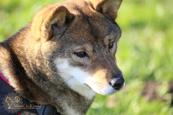 Kogiku-Yumi-Go-Chuken-Kiku-Kensha-female-sesame-goma-shiba-inu-production-breeding-CKK-elevage-kennel