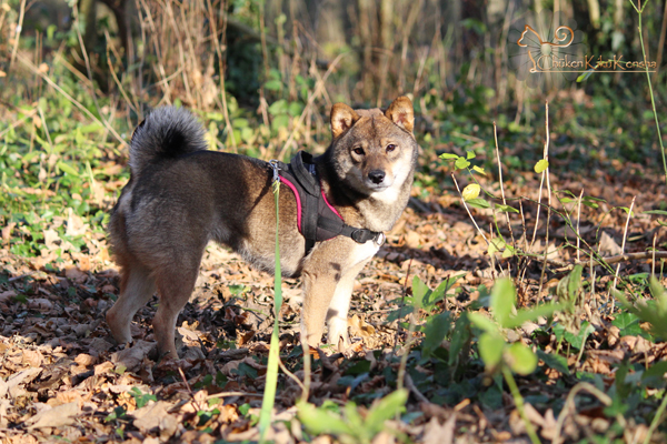 Kogiku-Yumi-Go-Chuken-Kiku-Kensha-femelle-sesame-goma-shiba-inu-production-breeding-CKK-elevage-copropriete