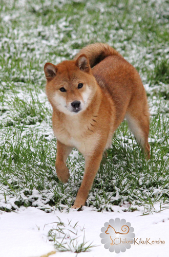 Koshiwano-Kayo-japan-import-japon-shiba-inu-elevage-CKK-female-femelle-snow-neige-2016.jpg