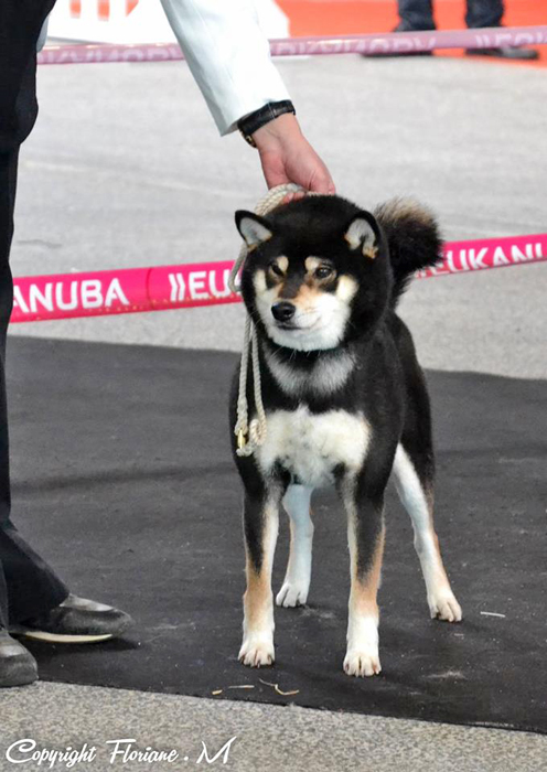 Kuro-shouryuu-japan-import-dogshow-male-black-tan-CKK