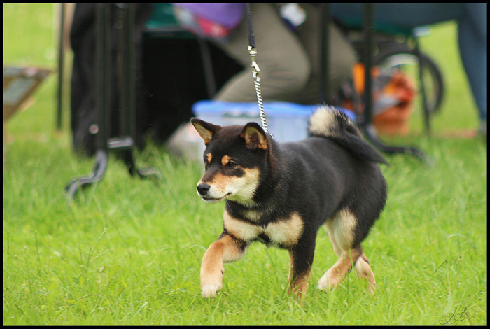 Mabuki-shiba-inu-baby-class-regionale-elevage-2016-CKK