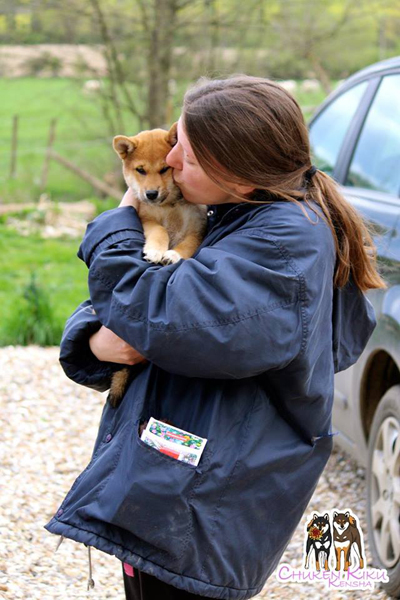 Maiya-Go-Chuken-Kiku-Kensha-red-rousse-shiba-inu