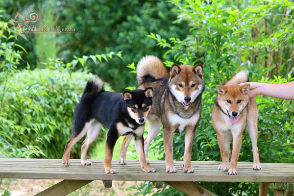 Maiya-Go-chuken-kiku-kensha-Mabuki-Jin-3-colors-Black-tan-sesame-red-Shiba-inu-CKK-elevage-sisters-father