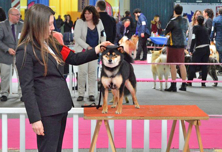 Mabuki-CKK-shiba-inu-japan-judge-juge-japonais-Yoshinaga