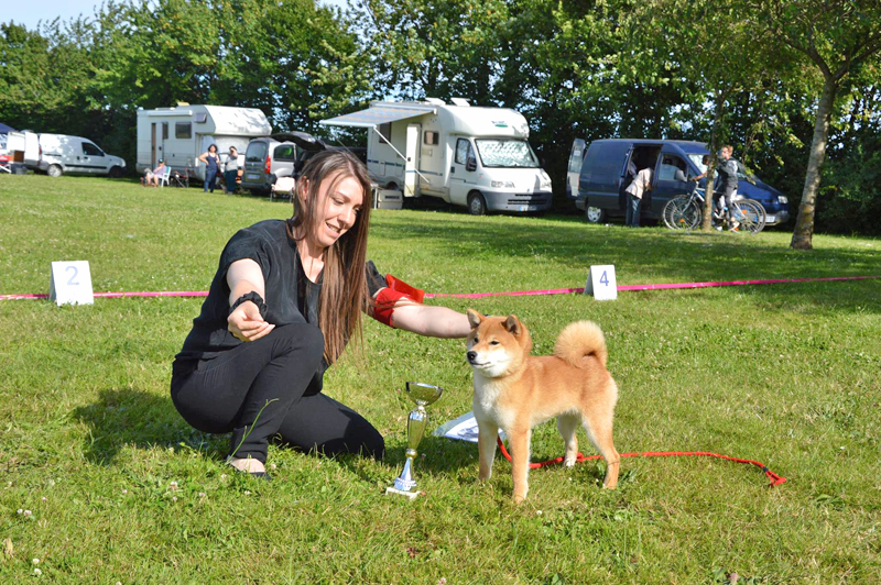 Meilleur-puppy-expo-BIS-shiba-inu-regionale-elevage-CKK-Nobuko