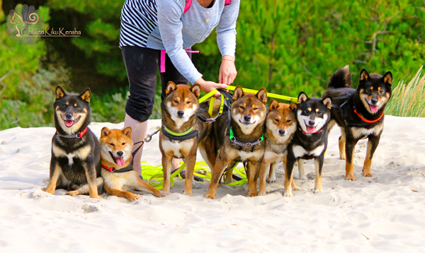 Shiba-inu-groupe-chien-elevage-CKK-meute