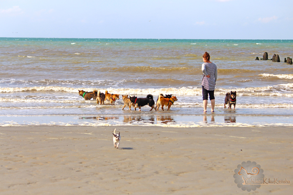 meute-shiba-inu-pack-plage-mer-CKK