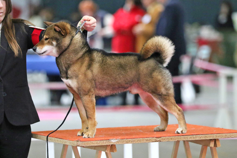 Musashi-japan-judge-Yoshinaga-BOB-stud-goma-shiba-sesame-champion