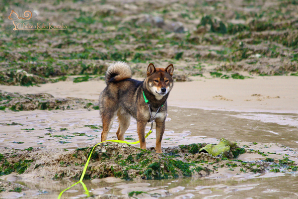 Musashi-shiba-inu-pure-race-nippone-japonaise-CKK