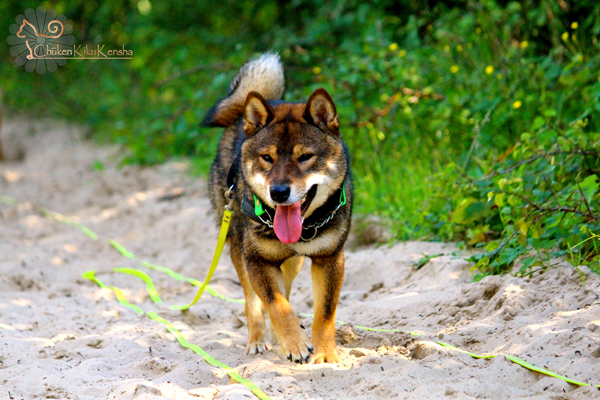 Shiba-inu-sesame-Musashi