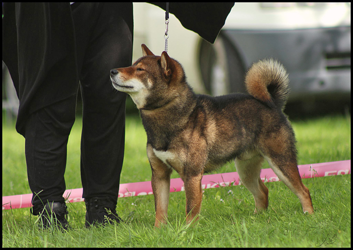 Musashi-inter-class-male-shiba-inu-sesame-goma-regionale-elevage-2016-CKK