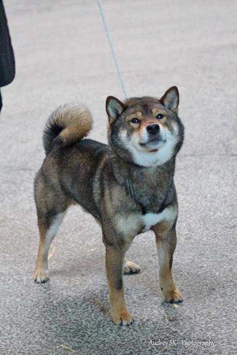 Musashi-japan-import-male-shiba-inu-sesame-goma-elevage-CKK-nationale-elevage-2016-dogshow-Nakagawa-Jitaro-etalon