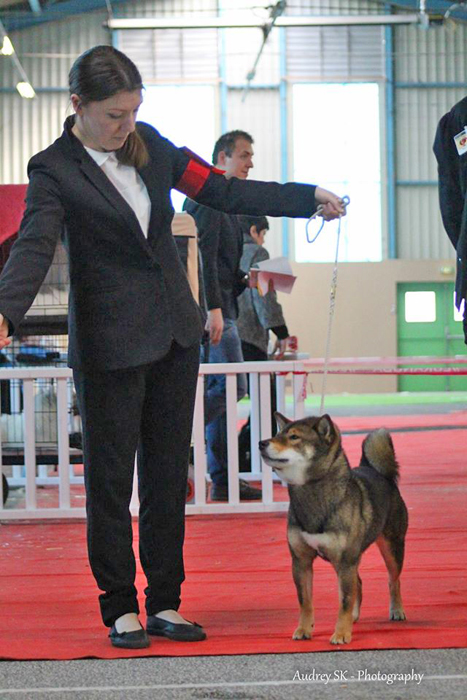 Musashi-shiba-inu-sesame-nationale-elevage-CKK-2016