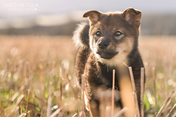 Myoubu-Go-Chuken-Kiku-Kensha-sesame-goma-shiba-inu-elevage-CKK-female-femelle-myobu