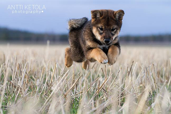 Myoubu-Go-Chuken-Kiku-Kensha-sesame-goma-shiba-inu-elevage-CKK-female-femelle-myobu-dam-Kayo-japan-import-sire-Jin