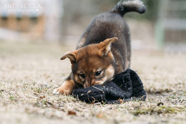 Myoubu-Go-Chuken-Kiku-Kensha-sesame-goma-shiba-inu-elevage-CKK-female-femelle-myobu-japan-import-bloodline