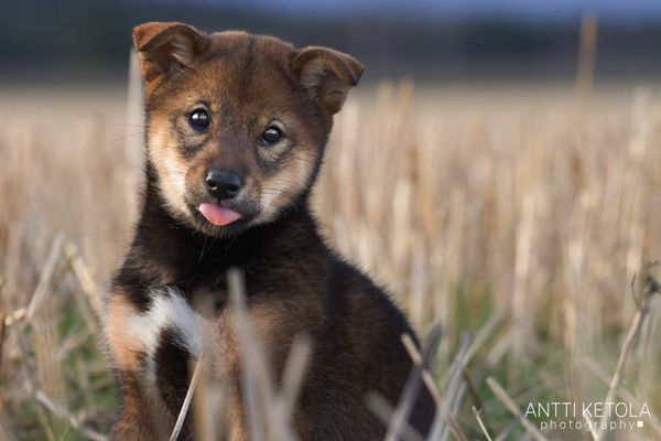 Myoubu-Go-Chuken-Kiku-Kensha-sesame-goma-shiba-inu-elevage-CKK-female-femelle-myobu-kennel-finland