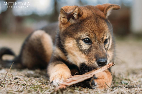 Myoubu-Go-Chuken-Kiku-Kensha-sesame-goma-shiba-inu-elevage-CKK-female-femelle-myobu-loup-shikoku-inaridou