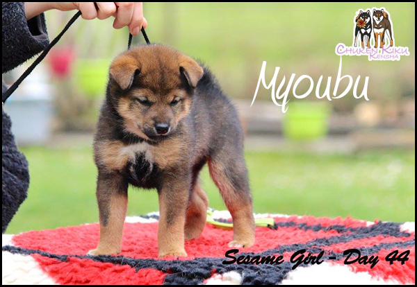 sesame-shiba-inu-goma-myoubu-myobu-chuken-kiku-kensha-inaridou