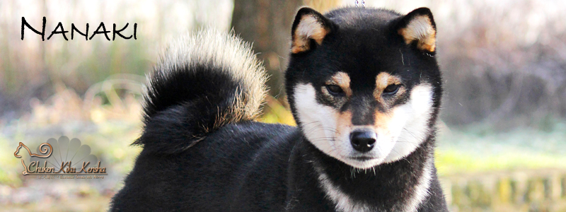 Nanaki-go-fukaya-shunjuusou-nananishiki-male-shiba-inu-CKK