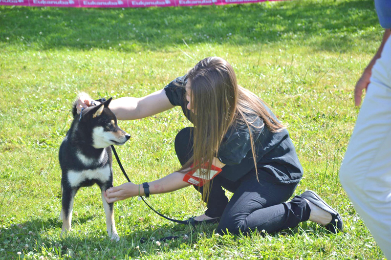 Nanaki-shiba-inu-male-CKK-regionale-elevage-2018