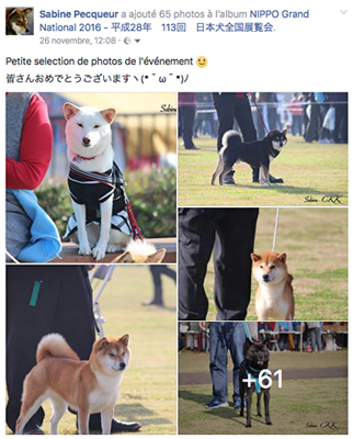 photo-nippo-grand-national-2016-CKK-elevage-shiba-inu