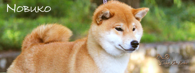 elevage-shiba-inu-CKK-femelle-NOBUKO-sesame-carrier