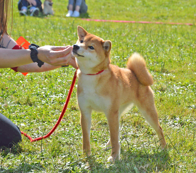 Nobuko-shiba-inu-puppy-chiot-CKK-regionale-2018