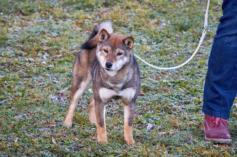 Nogiku-GomaFuku-Go-Chuken-Kiku-Kensha-NoNo-goma-shiba-inu-sesame-female-nippo-elevage-CKK