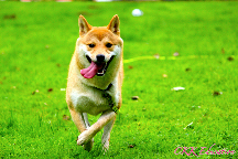 Pension-canine-shiba-inu-eure-normandie-27