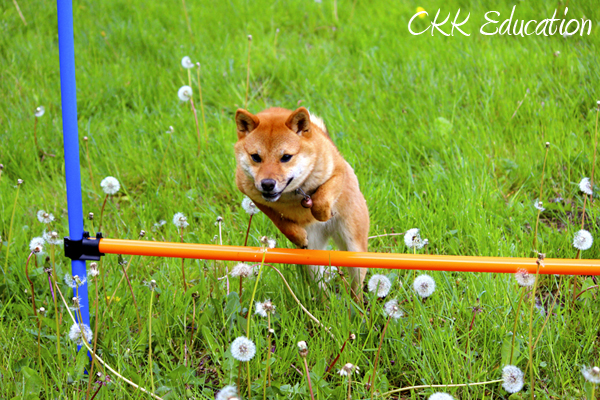 pension-education-shiba-inu-CKK-agility