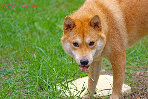 Pension-garde-shiba-inu-CKK