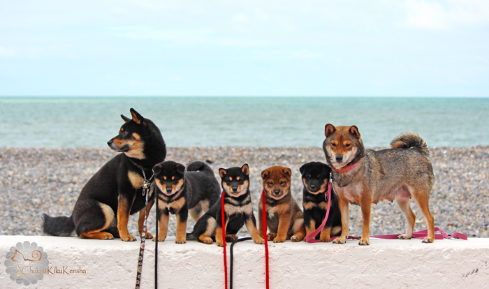 Photo-famille-shiba-inu-portee-litter-Goro-Ume-puppies-chiots-CKK-elevage-2015