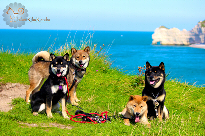 Shiba-inu-meute-elevage-CKK-Chuken-kiku-kensha-vacances-ete-french-kennel-affix