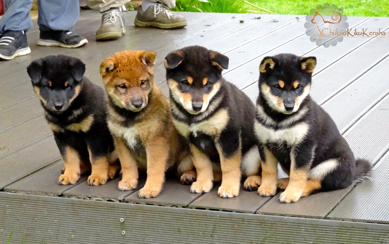 Puppies-Litter-2015-Goro-Ume-Shiba-inu-CKK-elevage-Chuken-Kiku-Kensha-2015