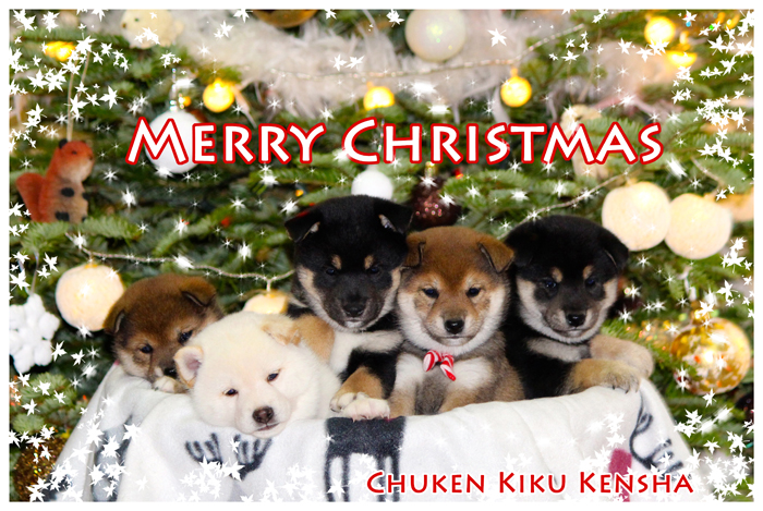 puppy-puppies-chiots-shiba-inu-noel-christmas-2015-CKK