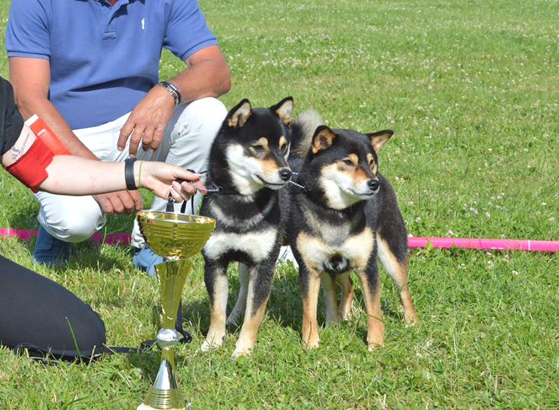 Meilleur-couple-shiba-inu-Nanaki-Mabuki-regionale-lalleu-CKK-elevage